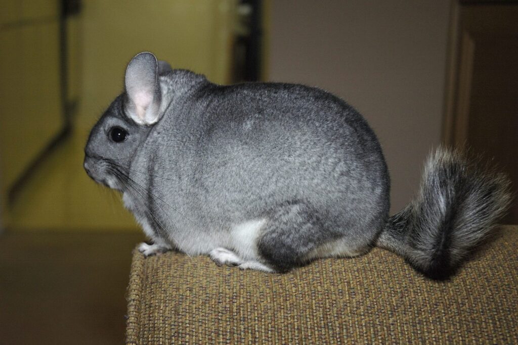 Graues Chinchilla sitzt auf einer Polsterfläche