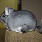 Graues Chinchilla sitzt auf einer Polsterfläche