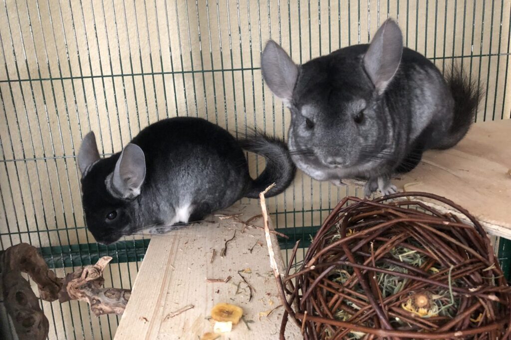 Zwei Chinchillas im Gehege
