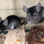 Zwei Chinchillas im Gehege