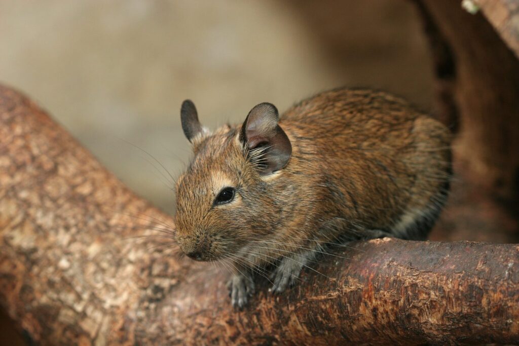 Degu sitzt auf einem Ast
