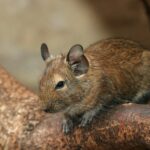Degu sitzt auf einem Ast