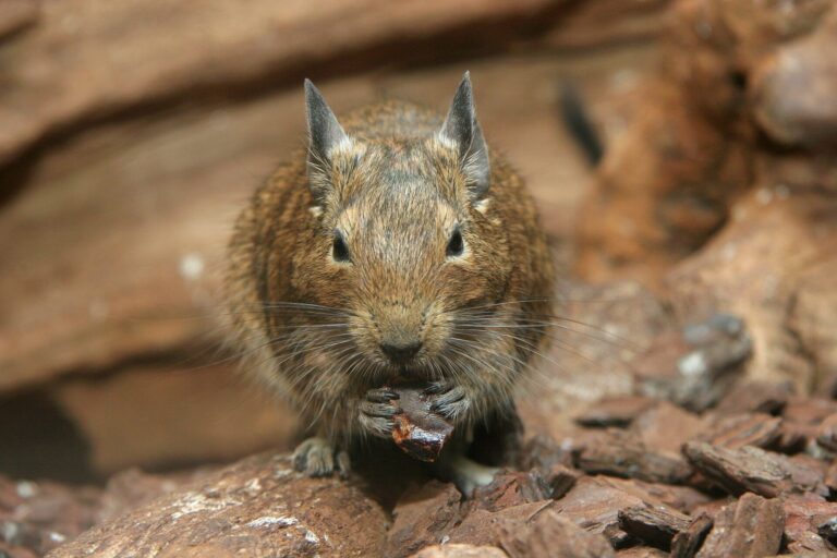 Degu sitzt auf Rindenmulch und hält Futter in den Vorderpfoten