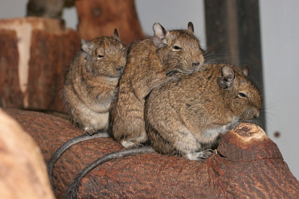 Drei Degus sitzen nebeneinander auf einer Wurzel