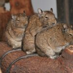 Drei Degus sitzen nebeneinander auf einer Wurzel