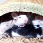 Mehrere Farbmäuse schlafen in einer Holzröhre