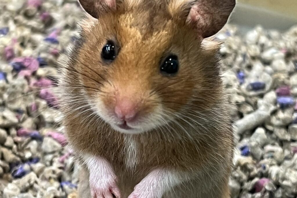 Goldhamster steht aufrecht in tiefer Einstreu
