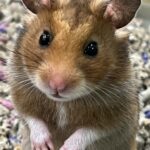 Goldhamster steht aufrecht in der Einstreu