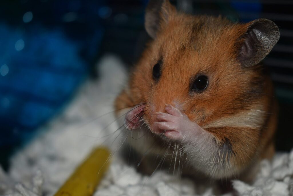 Goldhamster hält Futter in den Pfoten und frisst