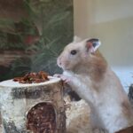 Goldhamster in einem Gehege mit Einstreu, Holzhaus und Korkröhre