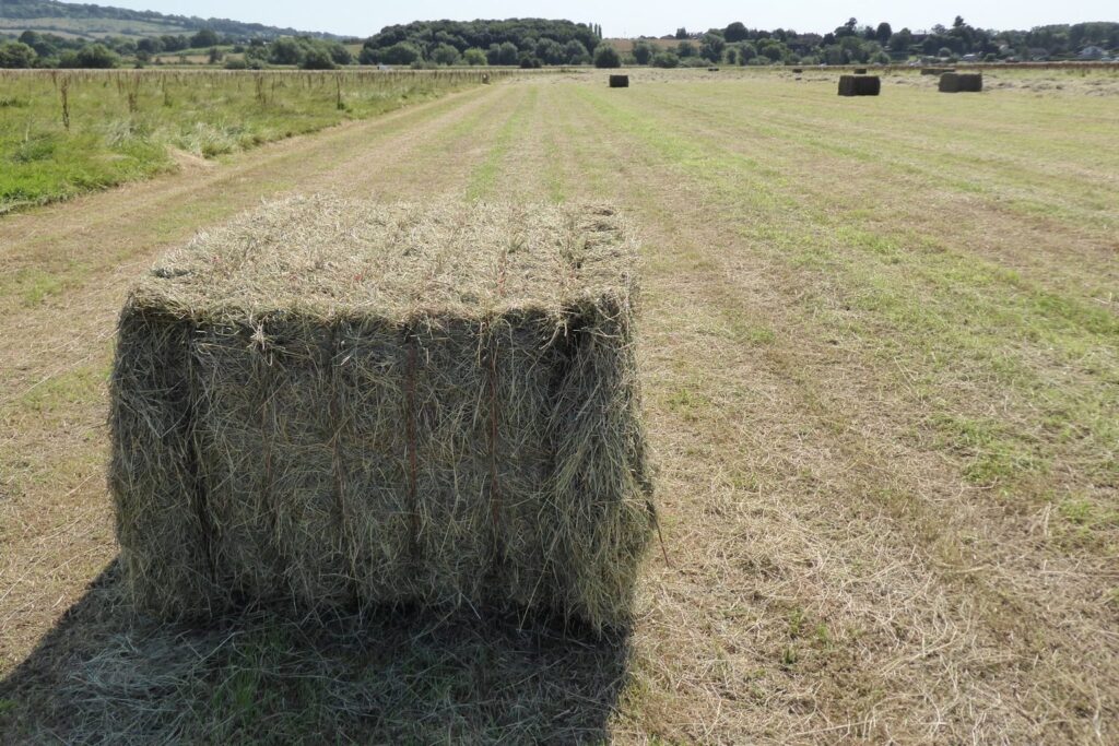Großer Heuballen auf einer frisch gemähten Wiese