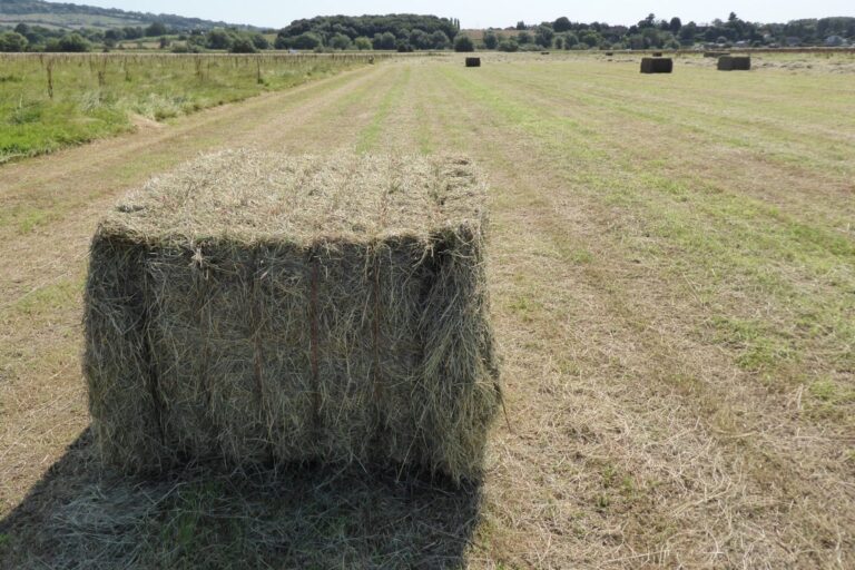 Großer Heuballen auf einer frisch gemähten Wiese