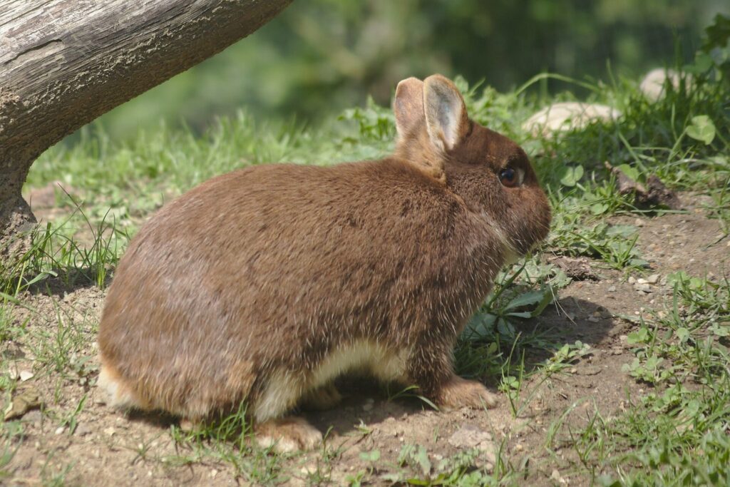 Braunes Kaninchen sitzt auf einer Wiese unter einem Zweig