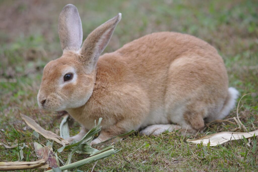 Rotbraunes Kaninchen frisst auf einer Wiese