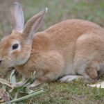 Rotbraunes Kaninchen frisst auf einer Wiese