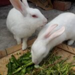 Zwei weiße Kaninchen fressen frisches Grünfutter aus einem Korb