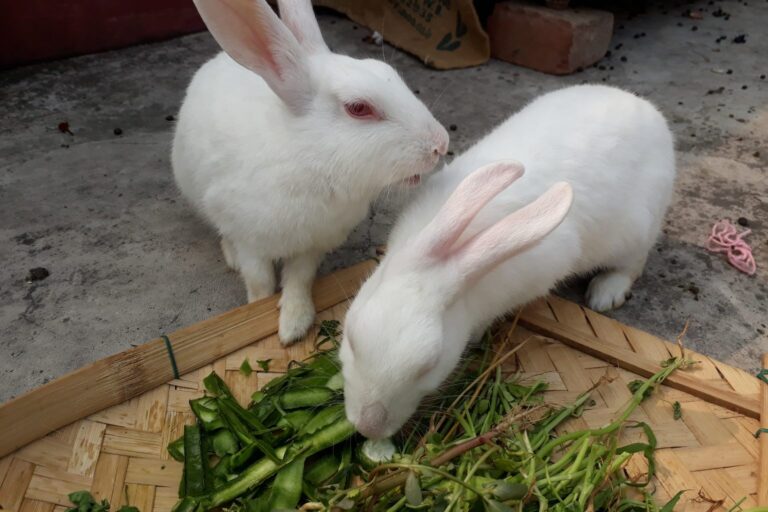 Zwei weiße Kaninchen fressen frisches Grünfutter aus einem Korb