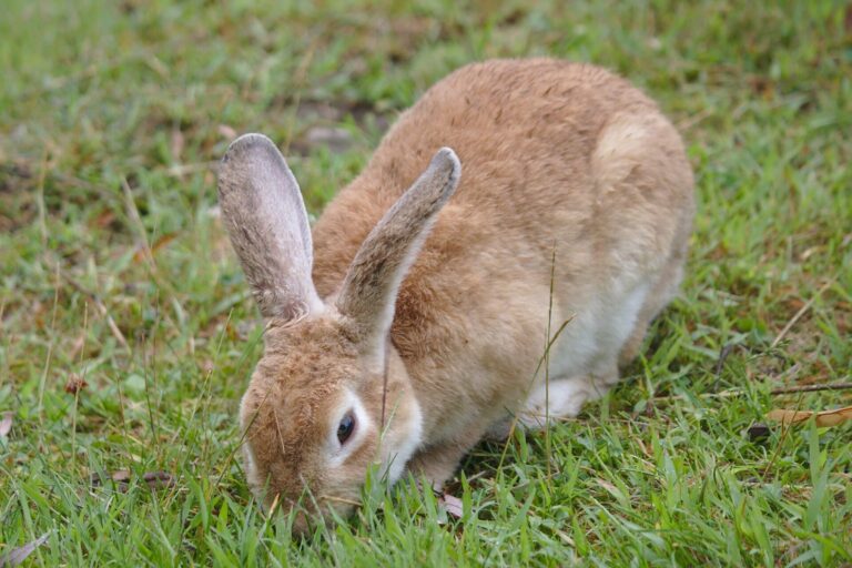 Kaninchen frisst Gras auf einer Wiese