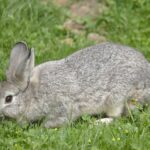 Graues Kaninchen frisst Gras auf einer Wiese