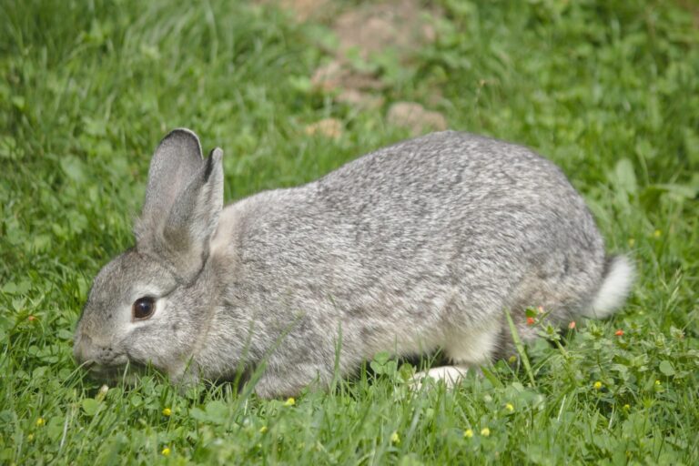 Graues Kaninchen frisst Gras auf einer Wiese