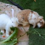 Ein weißes Kaninchen und ein Widderkaninchen fressen frische Kräuter