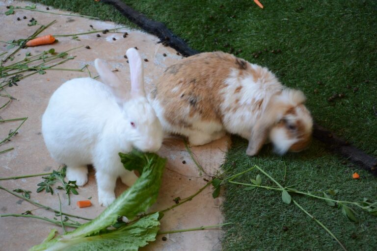 Ein weißes Kaninchen und ein Widderkaninchen fressen frische Kräuter
