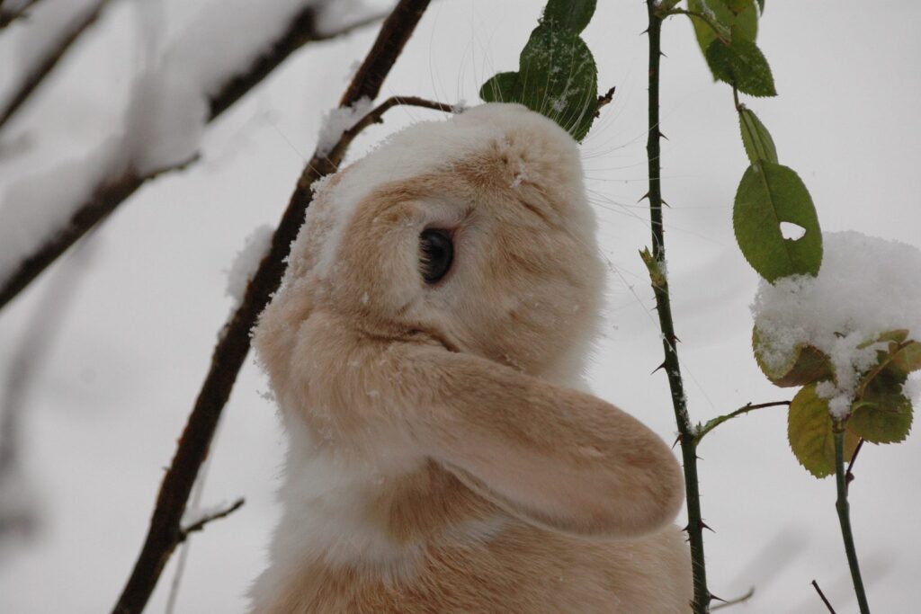 Hellbraunes Kaninchen sitzt im Schnee zwischen Zweigen