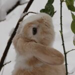 Hellbraunes Kaninchen sitzt im Schnee zwischen Zweigen
