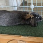 Widderkaninchen liegt auf einem Holzhaus in einem Innengehege aus Gitterelementen