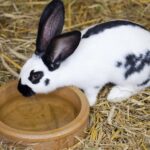 Schwarz-weißes Kaninchen trinkt aus einem Napf im Stroh