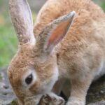 Rotbraunes Kaninchen schnuppert auf einem Stein