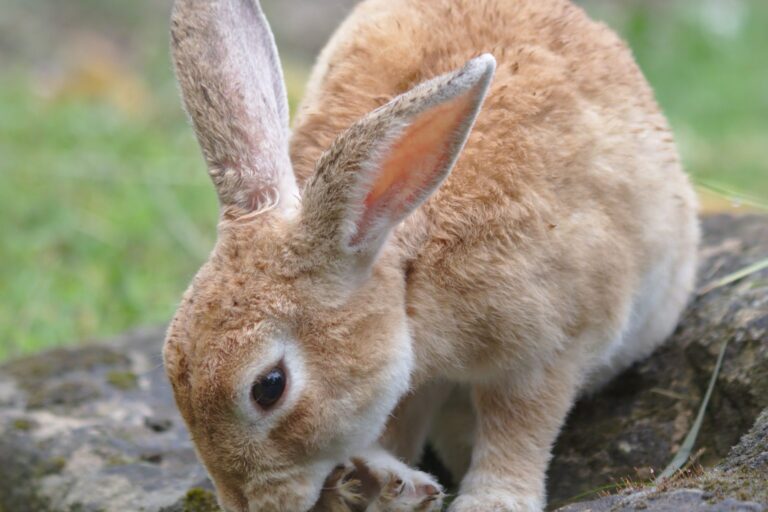 Rotbraunes Kaninchen schnuppert auf einem Stein