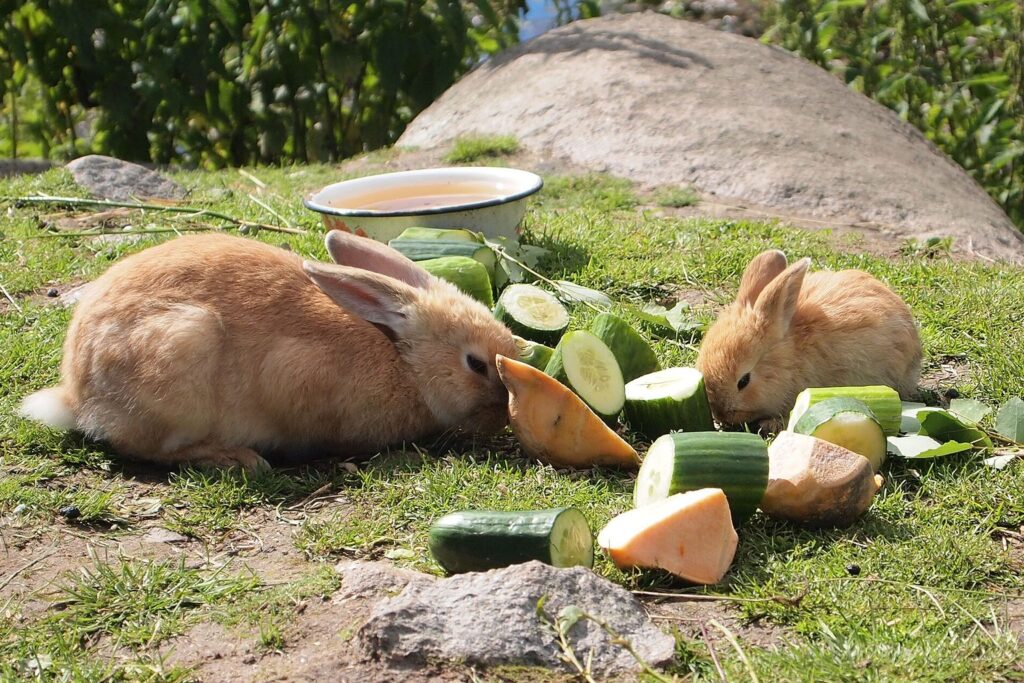 Zwei Kaninchen fressen gemeinsam Gemüse