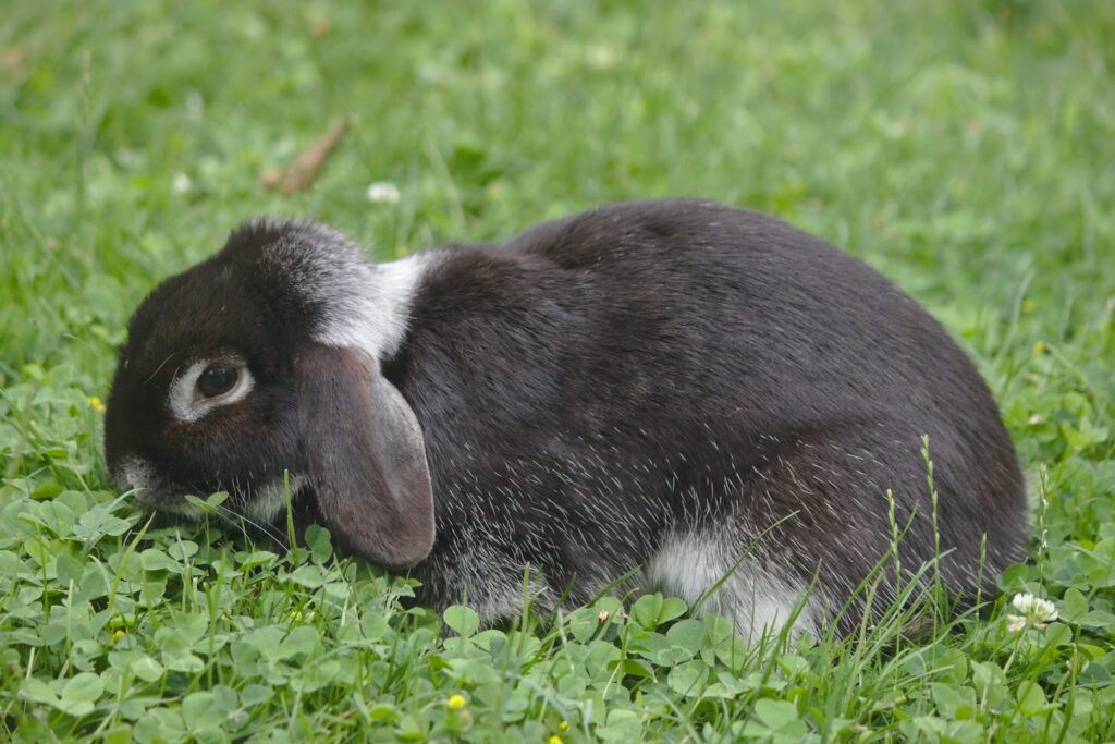 Schwarz-weißes Widderkaninchen frisst Gras auf einer Wiese