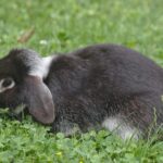Schwarz-weißes Kaninchen frisst Gras
