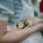 Junges Kaninchen sitzt ruhig auf einem Arm