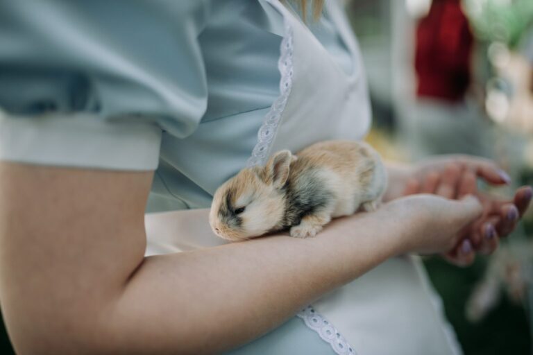 Junges Kaninchen sitzt ruhig auf einem Arm