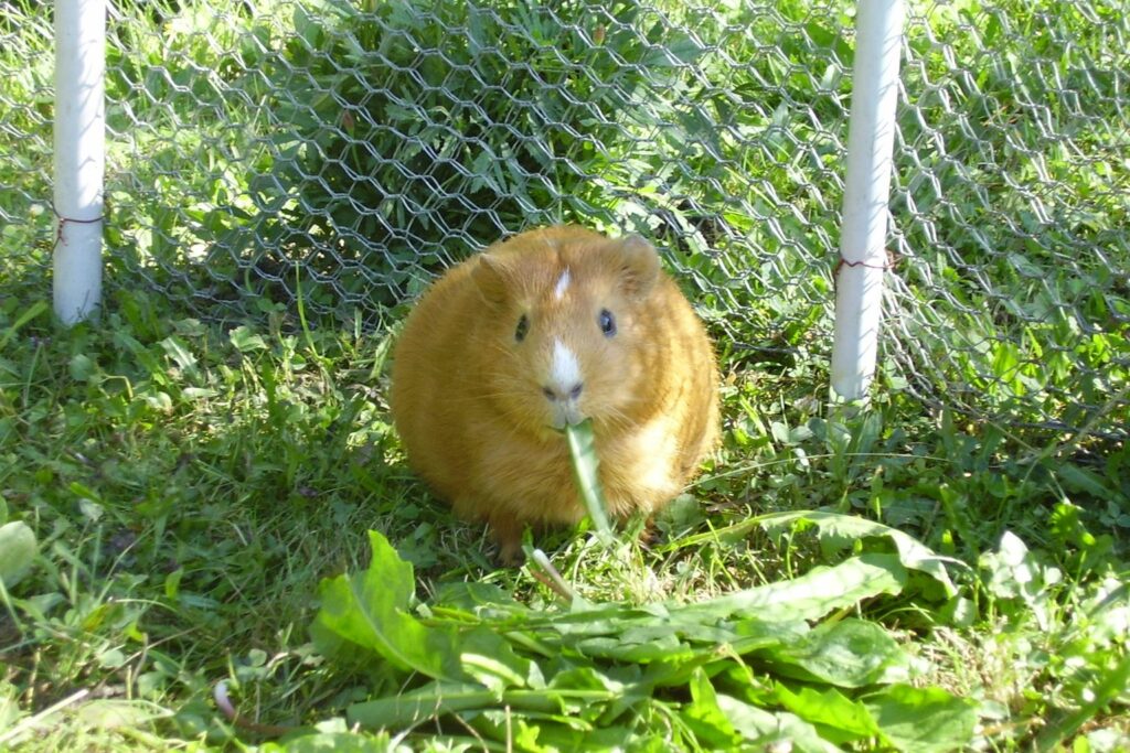 Goldfarbenes Meerschweinchen frisst Löwenzahn in einem Gehege auf der Wiese