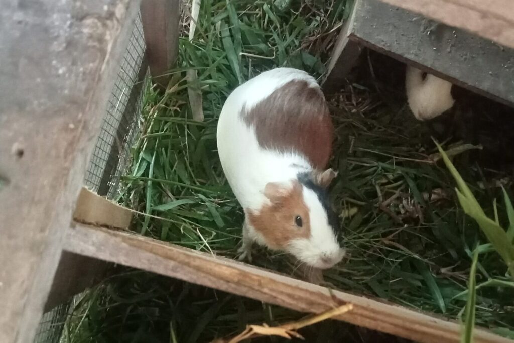 Meerschweinchen läuft durch ein Außengehege mit Holzrahmen und Gras