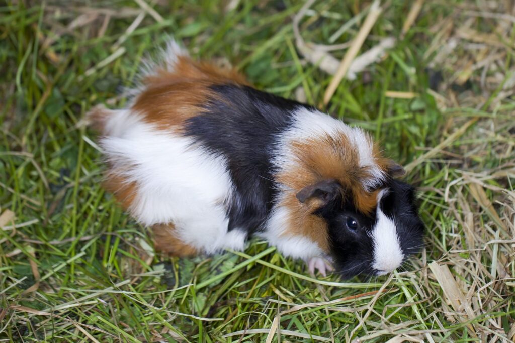 Dreifarbiges Meerschweinchen sitzt im Gras