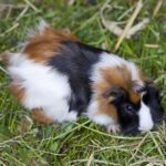 Dreifarbiges Meerschweinchen sitzt im Gras