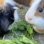 Zwei Meerschweinchen fressen Löwenzahn und Gräser