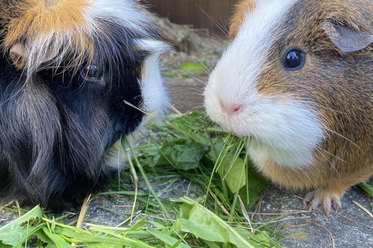 Zwei Meerschweinchen fressen Löwenzahn und Gräser