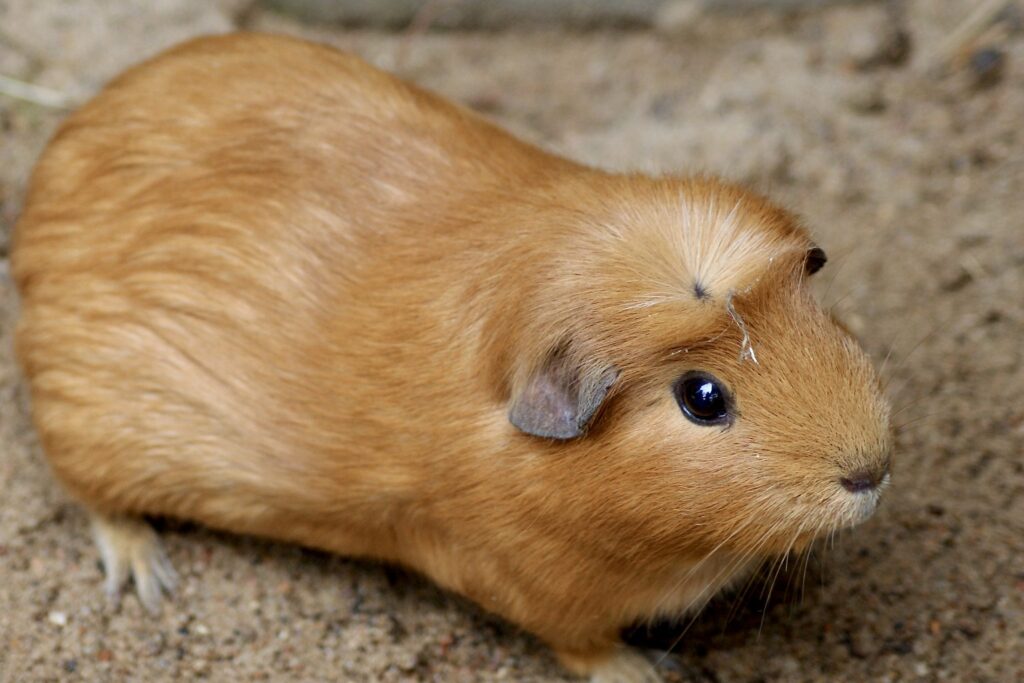Goldfarbenes Meerschweinchen auf sandigem Untergrund