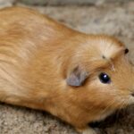 Goldfarbenes Meerschweinchen auf sandigem Untergrund