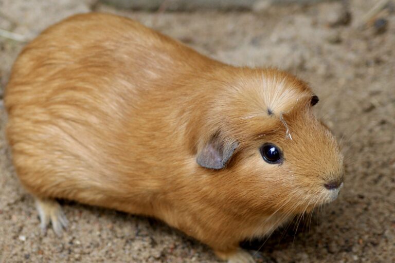Goldfarbenes Meerschweinchen auf sandigem Untergrund