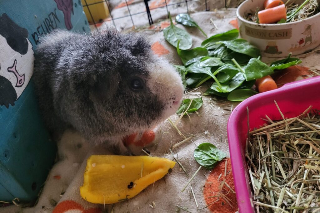 Graues Meerschweinchen frisst Grünfutter im Gehege