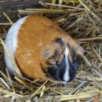 Dreifarbiges Meerschweinchen liegt im Stroh