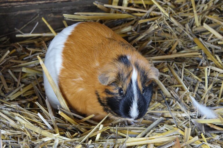 Dreifarbiges Meerschweinchen liegt im Stroh