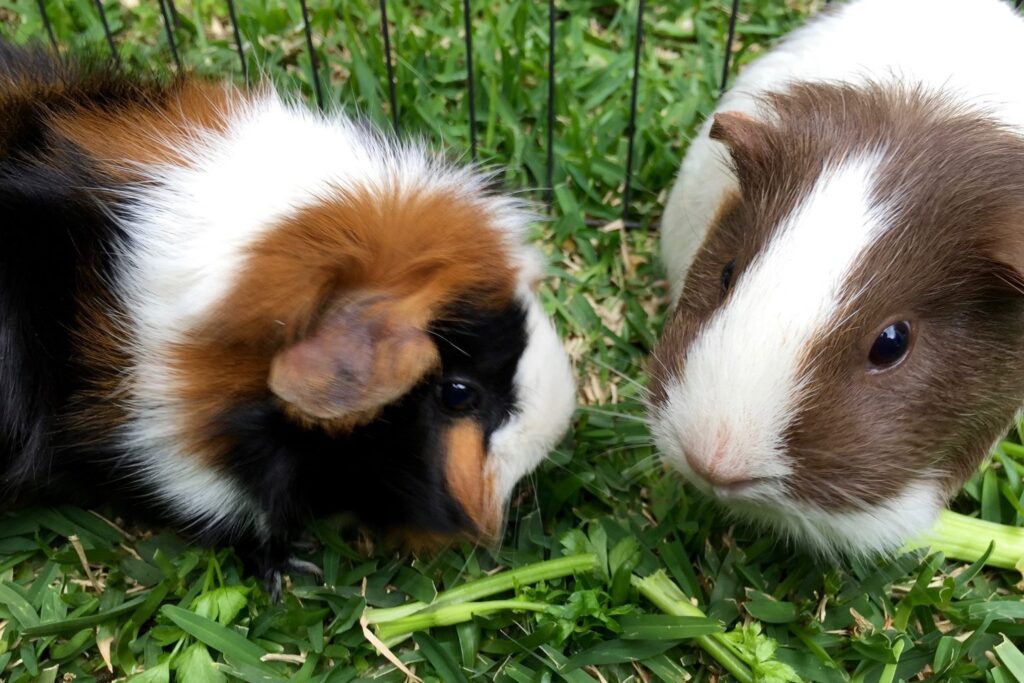 Zwei Meerschweinchen sitzen im Gras